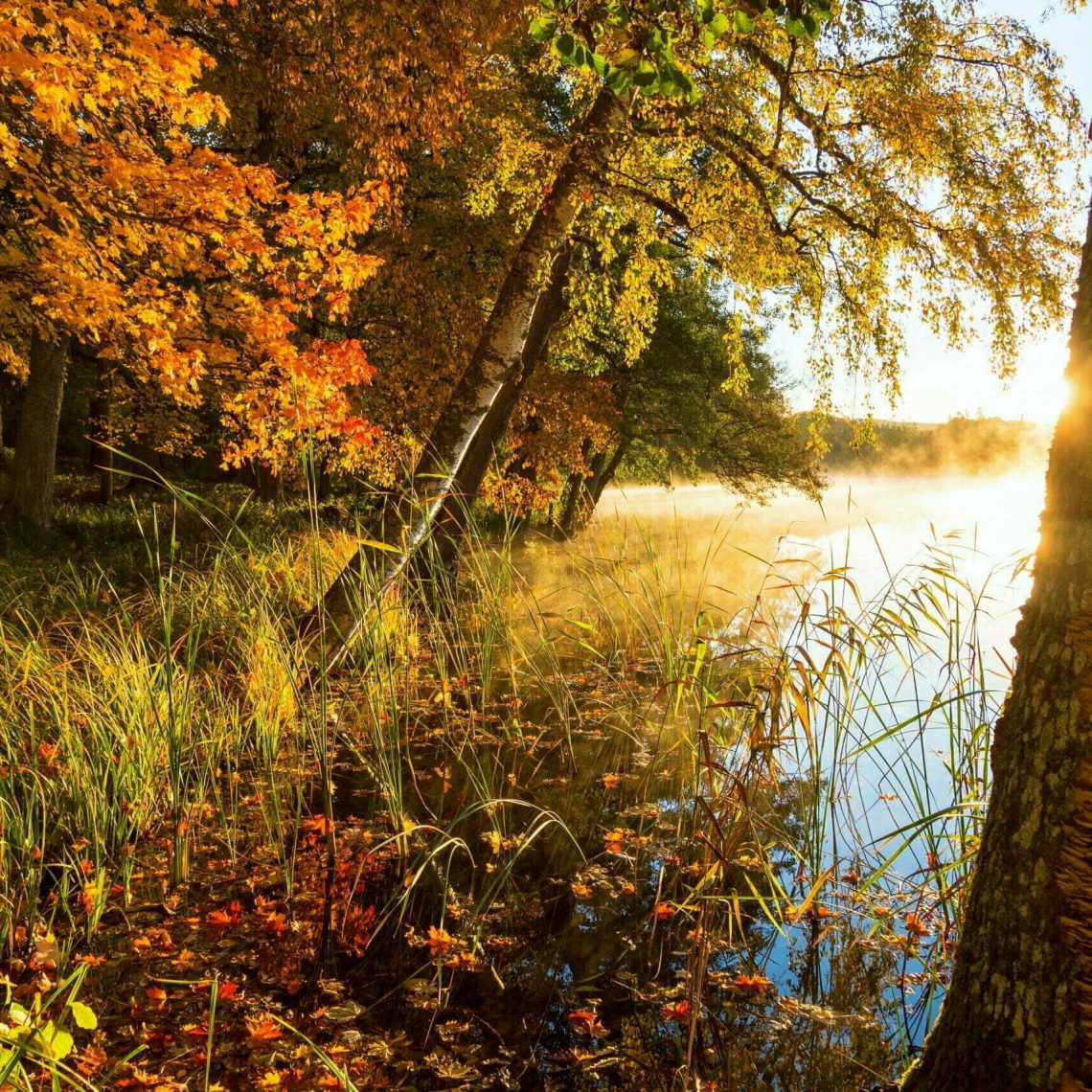 Misty sunrise on a lake beach